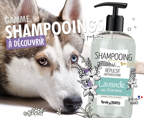 Shampooings 15 parfums